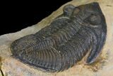 Bargain, Zlichovaspis Trilobite - Atchana, Morocco #138063-4